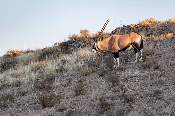 Een Oryx Oryx Gazella Helling Van Een Heuvel Dorre Kgalagadi — Stockfoto