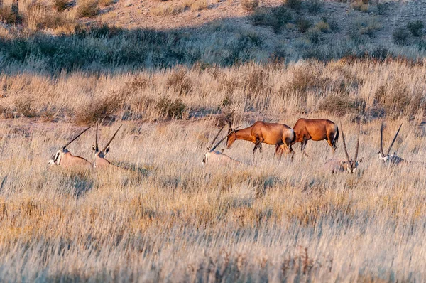 Oryx Liggend Gras Rode Hartebeest Grazend Droge Kgalagadi — Stockfoto