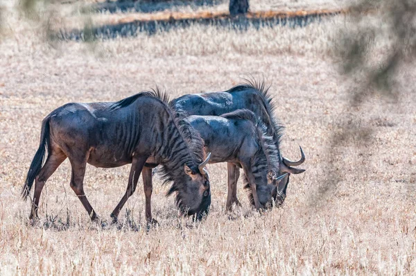 Tres Ñus Azules Pastando Árido Kgalagadi —  Fotos de Stock