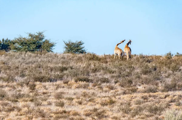 Necking Zuid Afrikaanse Giraffen Een Heuvel Dorre Kgalagadi — Stockfoto