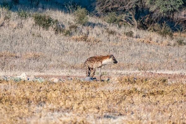 Una Hiena Manchada Crocuta Crocuta Mata Mata Kgalagadi — Foto de Stock