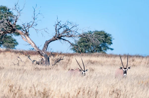 乾燥したKgalagadiの背の高い草の中に2つのオリックス Oryxガゼラ — ストック写真