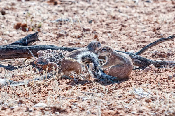 Two Cape Ground Squirrels Xerus Inauris Arid Kgalagadi — Stock Photo, Image