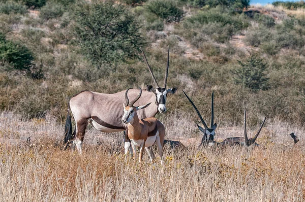 Oryx Και Ένα Ελατήριο Μεταξύ Χόρτου Στο Άνυδρο Κγκαλαγάντι — Φωτογραφία Αρχείου