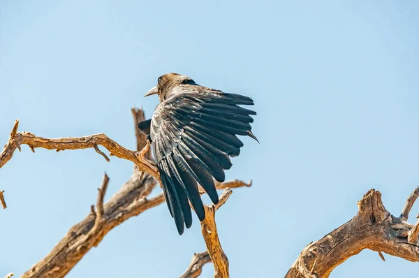 Мыс Ворона Corvus Capensis Расширенным Крылом Ветке Мертвого Дерева Засушливых — стоковое фото