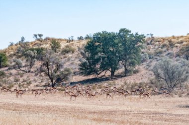 Kurak Kgalagadi 'de çayırkuşu sürüsü otluyor.