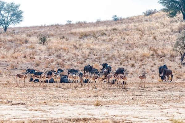 青い野生の野生動物の群れと乾燥したKgalagadiに立っている春のボクスターの群れ — ストック写真