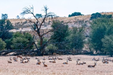 Kurak Kgalagadi 'de çimlerin üzerinde yatan bir yay sürüsü.