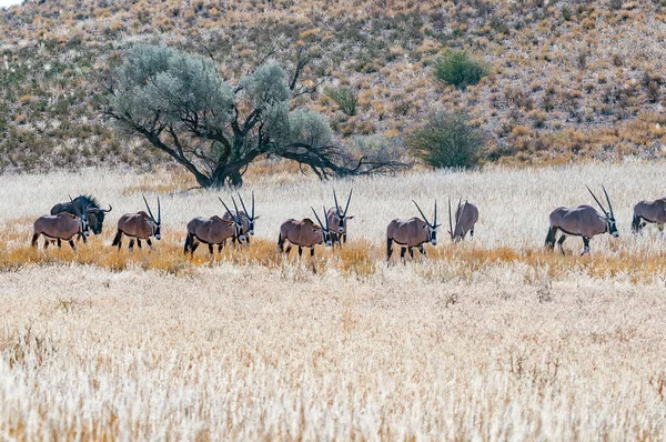 Flock Oryx Oryx Gazella Och Gnugga Den Torra Kgalagadi — Stockfoto