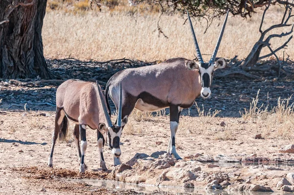 Dwa Oryksy Przy Wodopoju Suchym Kgalagadi — Zdjęcie stockowe