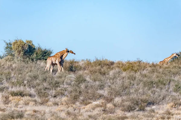 Обнаженные Южноафриканские Жирафы Холме Засушливом Кгалагади — стоковое фото