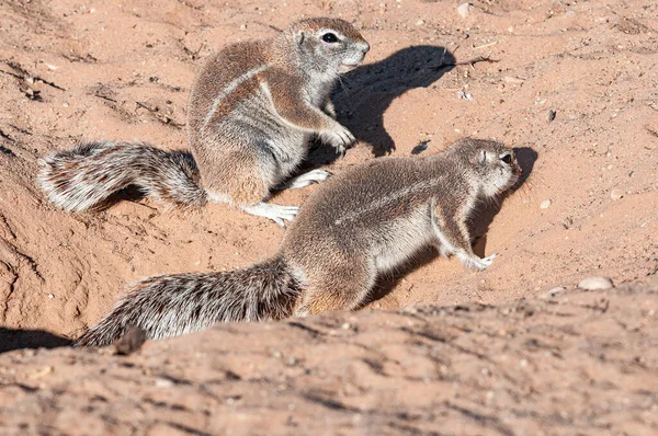 Две Наземные Белки Xerus Inauris Засушливом Kgalagadi — стоковое фото