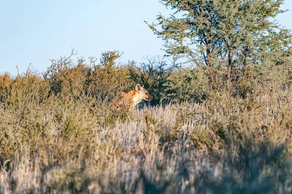 Egy Kiszúrt Hiéna Crocuta Crocuta Mata Mata Ban Kgalagadi Ban — Stock Fotó