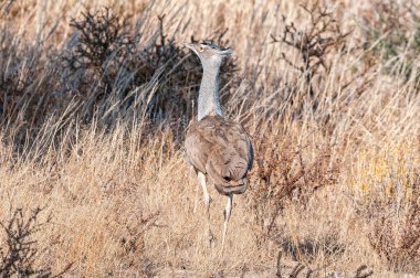Kori Bustard, Ardeotis Kori, çimenlerde kamerayla yürüyor. Uçabilen en ağır kuştur.
