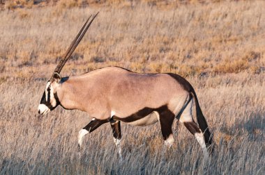 Kurak Kgalagadi 'de otların arasında yürüyen bir antilop, Oryx ceylanı.