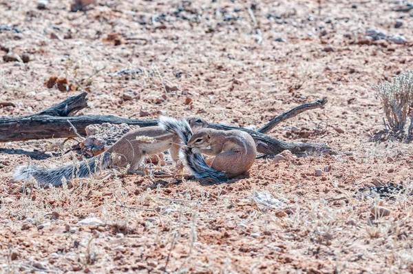 Dos Ardillas Terrestres Del Cabo Xerus Inauris Árido Kgalagadi — Foto de Stock