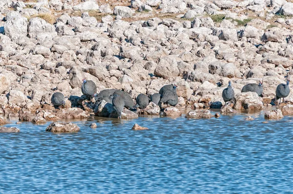 Helmeted Guineafowl Numida Meleagris Waterhole Northern Namibia — Stock Photo, Image
