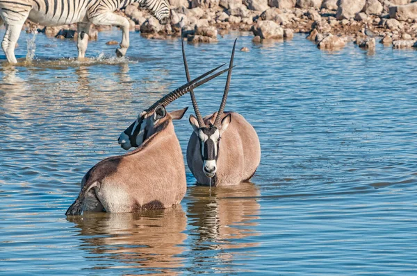 Oryx Oryx Gazella Μέσα Ένα Νερόλακκο Στη Βόρεια Ναμίμπια — Φωτογραφία Αρχείου