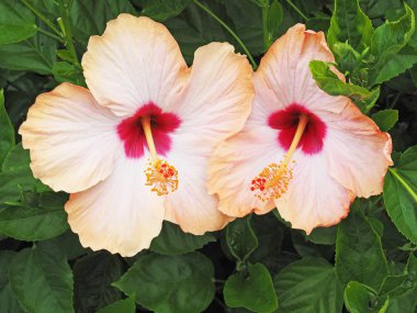 Sarı hibiscus çiçek yeşil bir arka plan üzerinde  