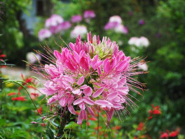 Bahçedeki pembe örümcek çiçek (Cleome hassleriana)