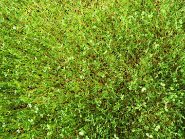 Bezelye sürgünlerin üstten görünüm          