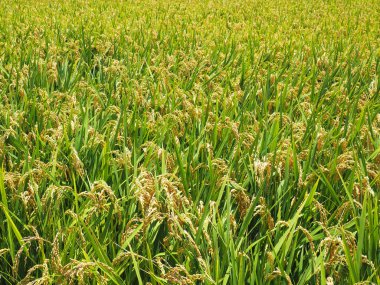 Gouden padie rijst veld klaar voor oogst      