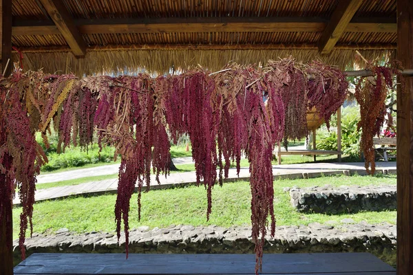 Vermelho Quinoa Pendurado Secagem Livre — Fotografia de Stock