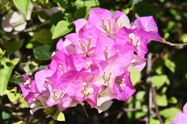 Pink Bougainvillea Flowers Blossom Taiwan — Stock Photo, Image