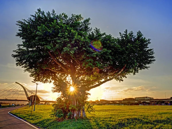 The sun is shining through big tree