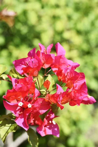 Rózsaszín Bougainvillea Virágok Virága Tajvanon — Stock Fotó