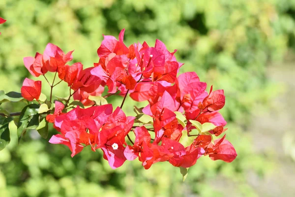 Rózsaszín Bougainvillea Virágok Virága Tajvanon — Stock Fotó