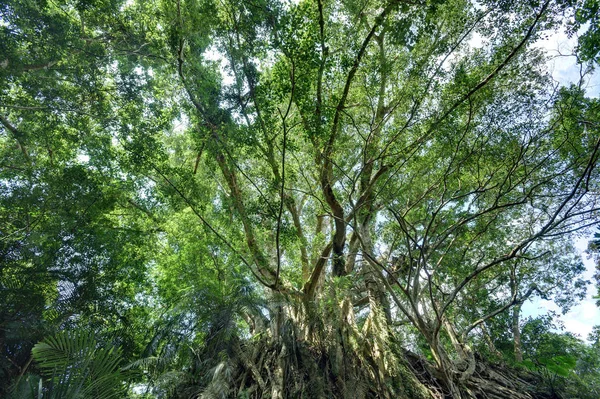 Big Ficus Benjamina Tree Condado Taitung Taiwán —  Fotos de Stock