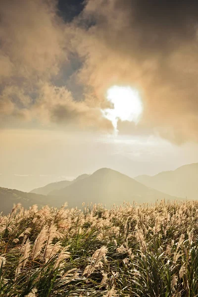 夕日を背景に陽明山国家公園 台湾で中国 Silvergrass — ストック写真