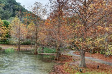 Kel servi ağacı Tayvan bir parkta    