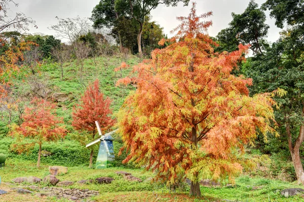 Kale Cipres Boom Een Park Taiwan — Stockfoto