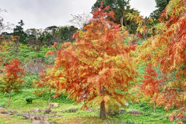 Bald Cypress Strom Parku Tchaj Wanu — Stock fotografie