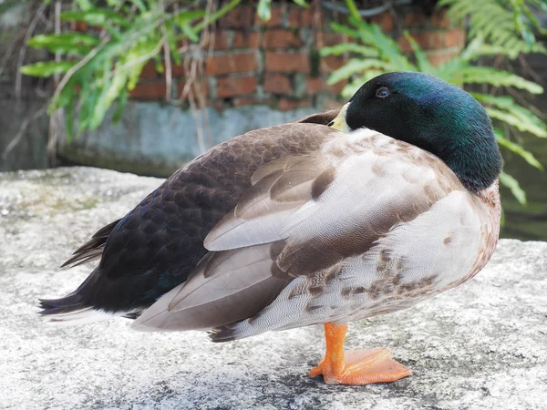 Közeli Kép Tőkés Réce — Stock Fotó