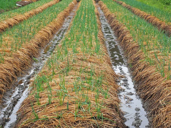 Green Onion Field Taiwan — Stock Photo, Image