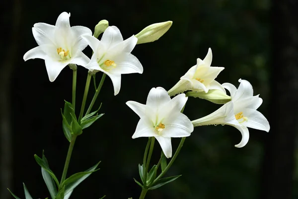 Weiße Lilienblüten Auf Schwarzem Hintergrund — Stockfoto