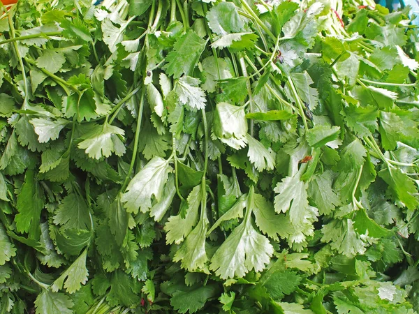 Frische Korianderblätter Hautnah Auf Dem Markt — Stockfoto