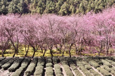 Taichung, Tayvan pembe kiraz çiçekleri
