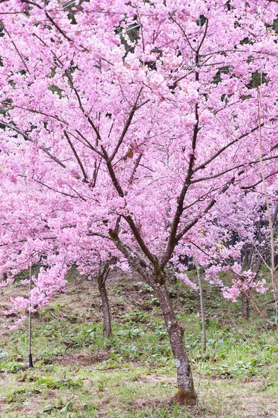 Pink Cherry Blossoms Taichung Taiwan — Stock Photo, Image