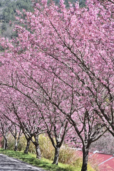 Taichung Tayvan Pembe Kiraz Çiçekleri — Stok fotoğraf