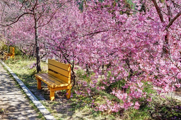 Pink Cherry Blossoms Taichung Taiwan — Stock Photo, Image