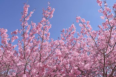 Taichung, Tayvan pembe kiraz çiçekleri