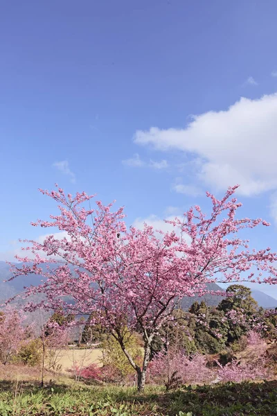 Pink Cherry Blossoms Taichung Taiwan — Stock Photo, Image