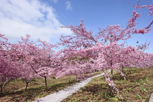 Pink Cherry Blossoms Taichung Taiwan — Stock Photo, Image