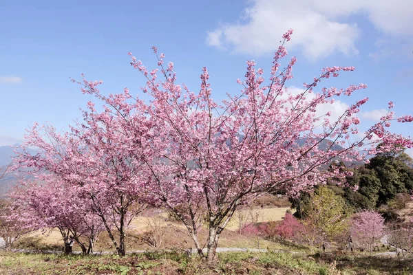 Pink Cherry Blossoms Taichung Taiwan — Stock Photo, Image