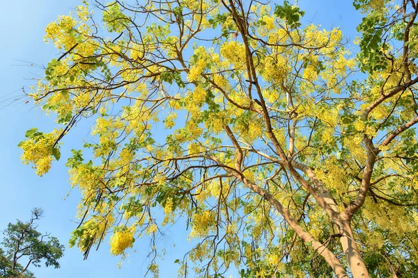 Golden Shower Tree Лето — стоковое фото