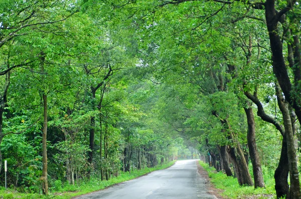 Estrada Através Túnel Floresta Árvore Verde — Fotografia de Stock